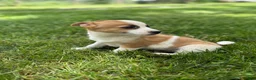 Mixed Breed dogs for sale: Summer - Ad 1