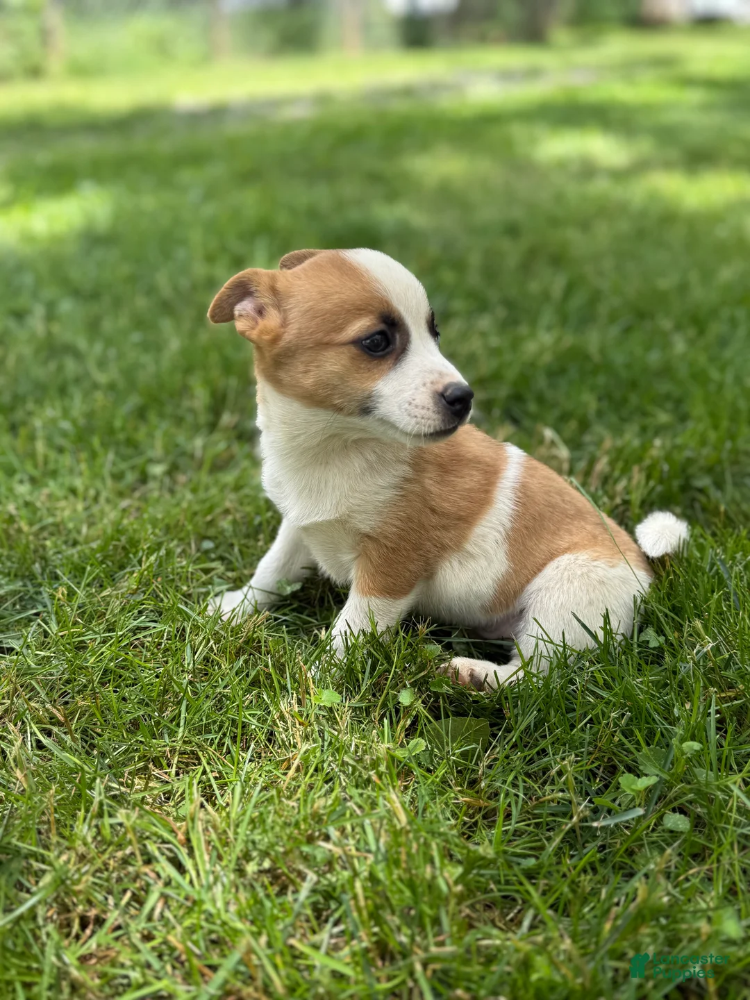 Mixed Breed dogs for sale: Summer - Ad 1