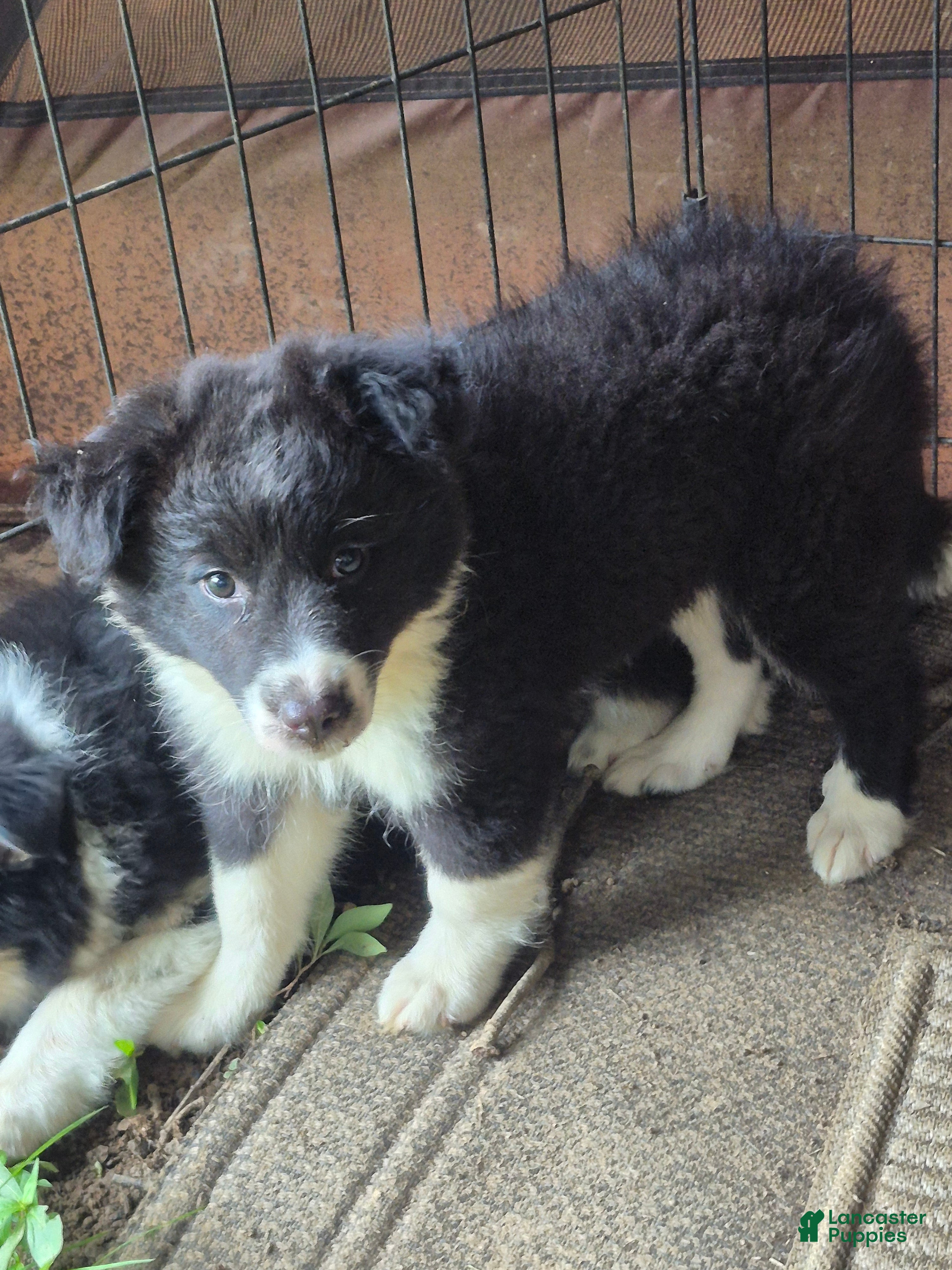 Border Collie dogs Penelope - Ad 37