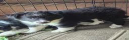 Border Collie dogs for sale: Penelope - Ad 1