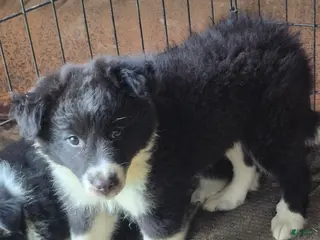 Border Collie dogs Penelope - Ad 37