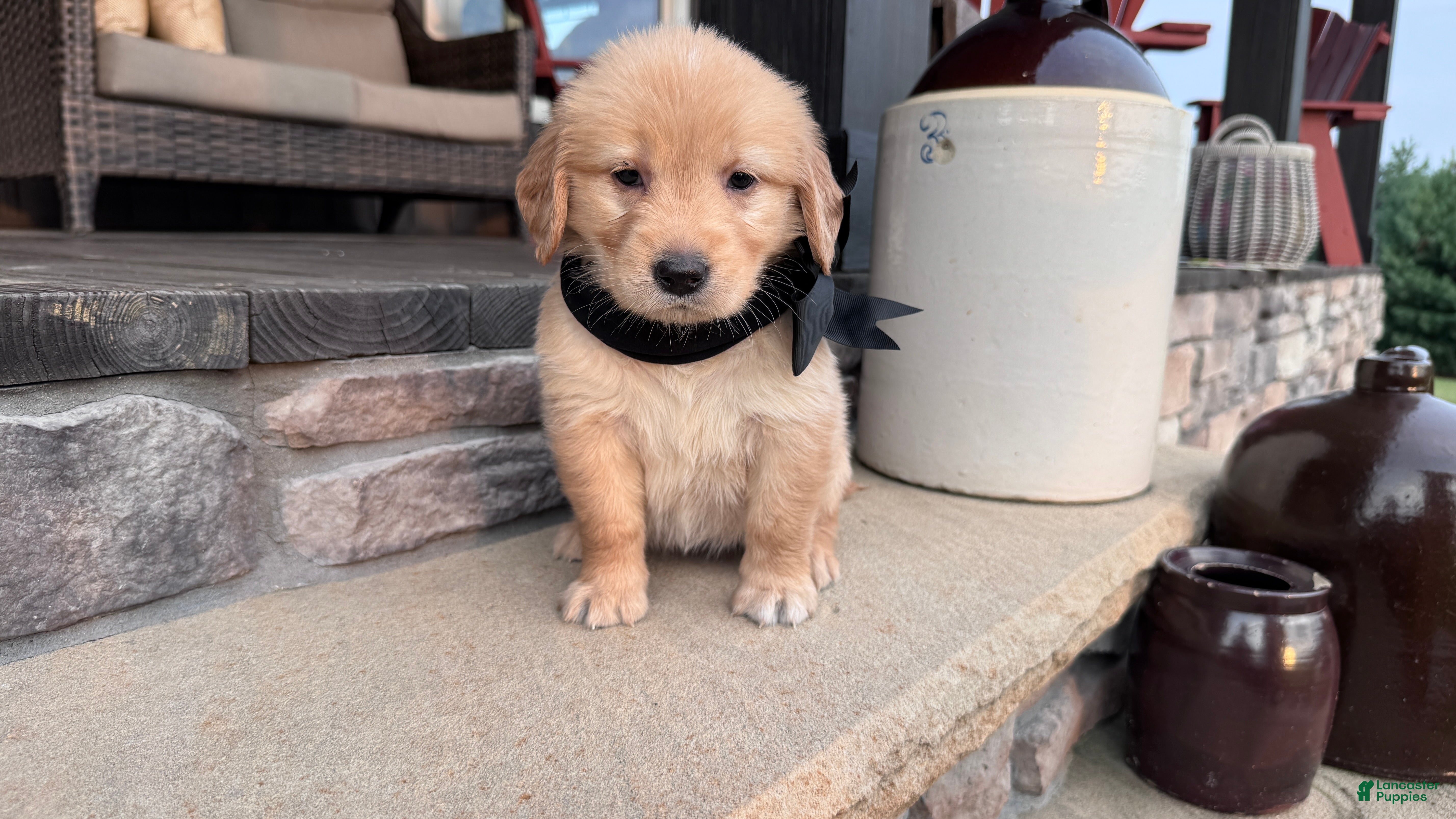 Golden Retriever dogs AKC Miss Bella - Ad 1