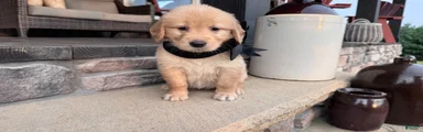 AKC Miss Bella