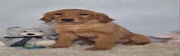 Golden Retriever dogs for sale: Bridget - Ad 3