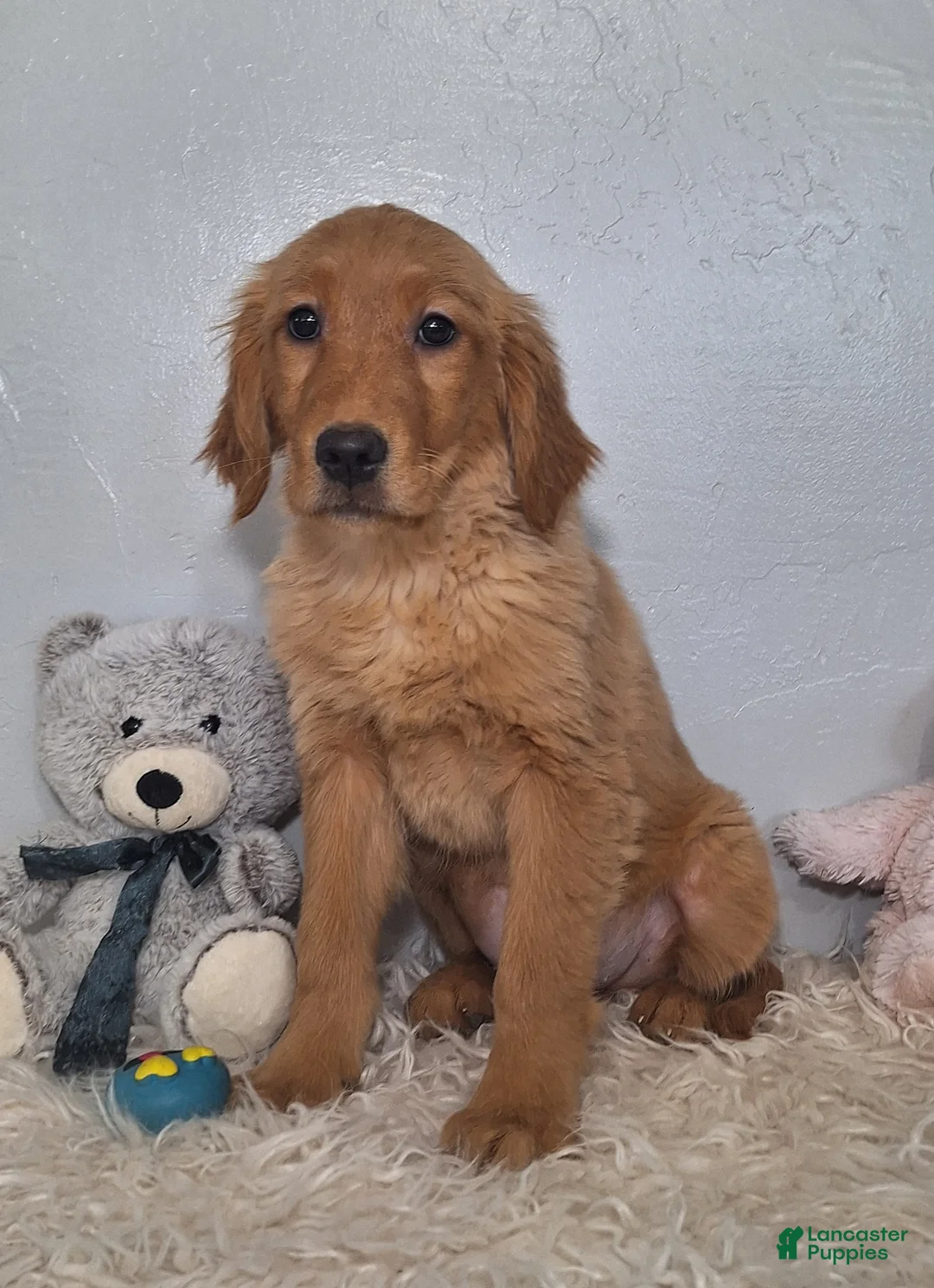 Golden Retriever dogs for sale: Bridget - Ad 3