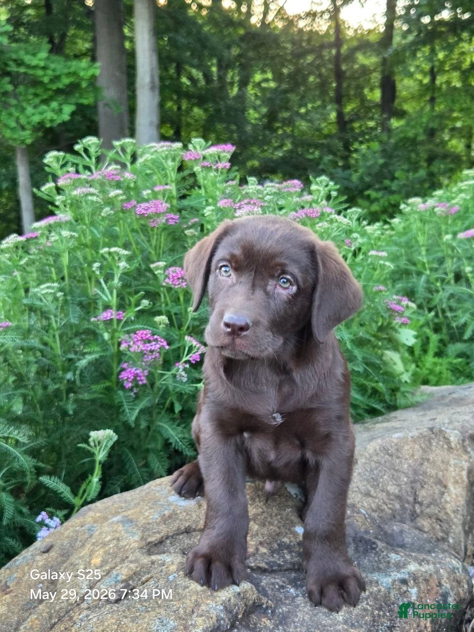 Labrador Retriever dogs Ginger  - Ad 2