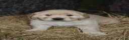 Golden Retriever dogs for sale: Gabby - Ad 14