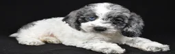 Cockapoo dogs for sale: Frankie - Ad 4
