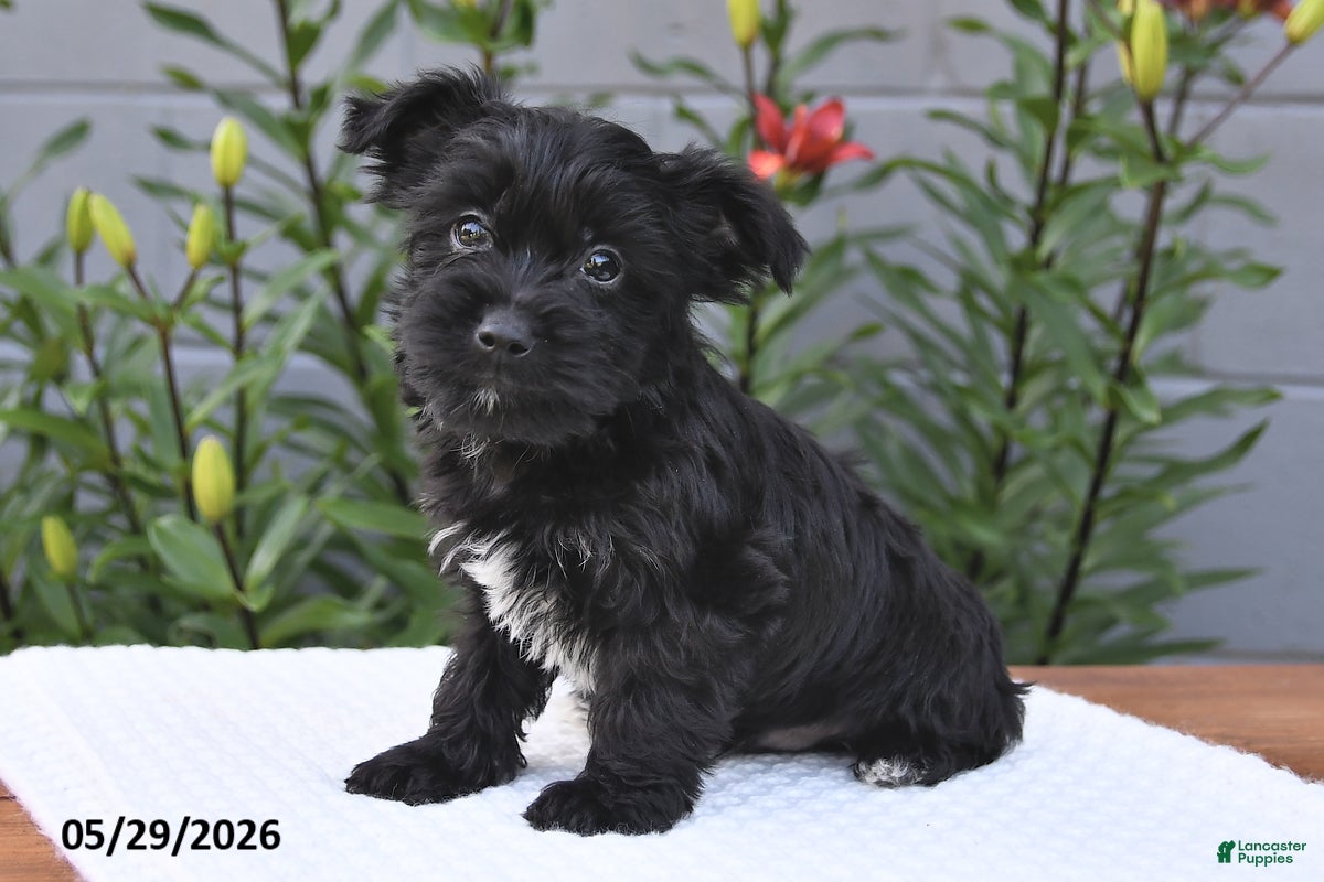 Yorkiepoo dogs Max - Ad 2