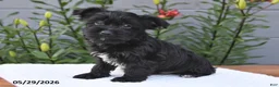 Yorkiepoo dogs for sale: Max - Ad 2
