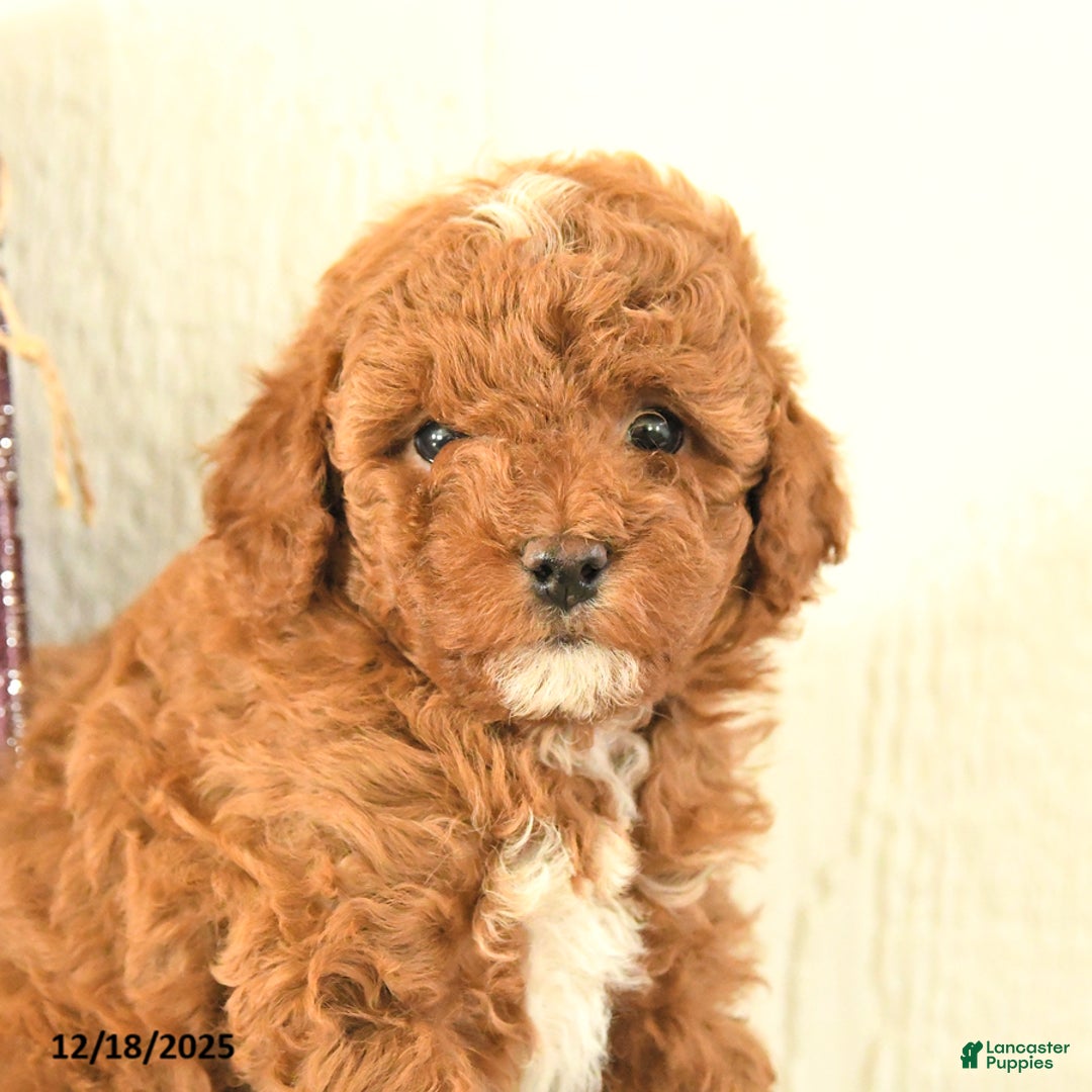 Toy Poodle dogs for sale: Belle - Ad 4