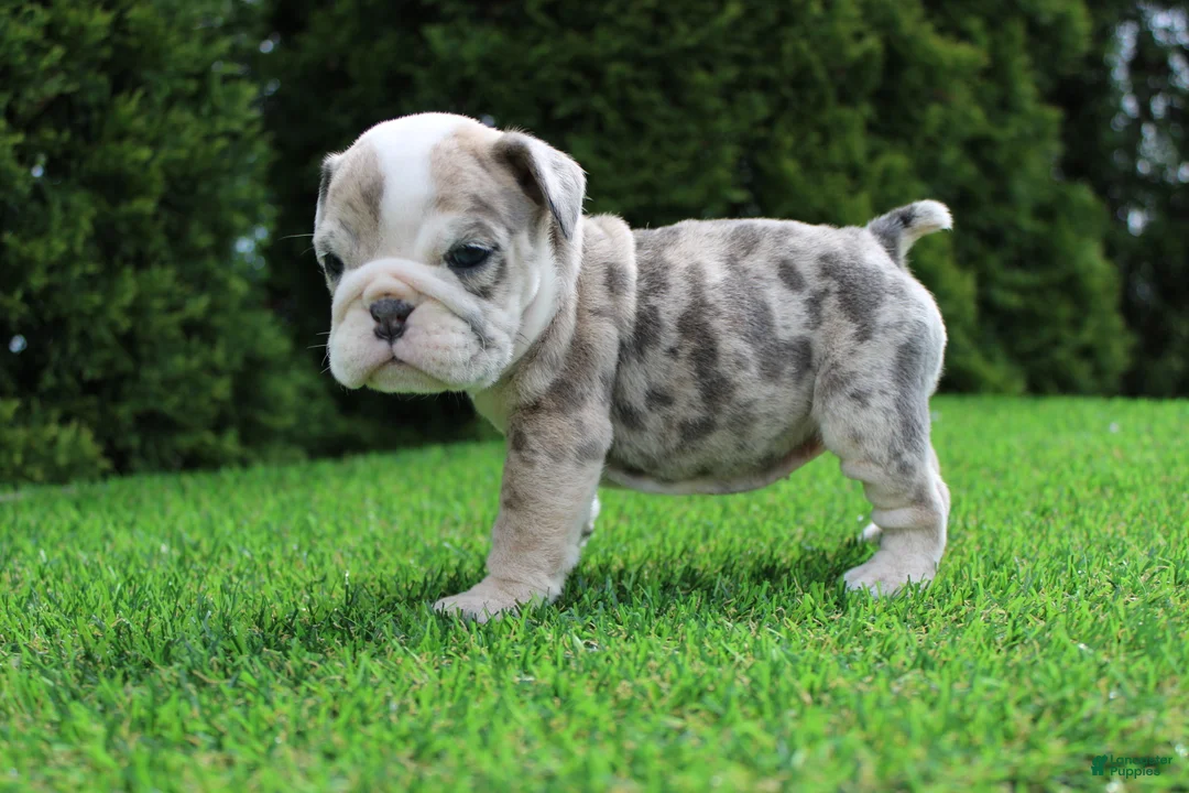 English Bulldog dogs for sale: Daisy - Ad 2
