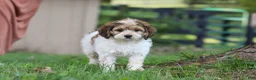 Cockapoo dogs for sale: Adin - Ad 3