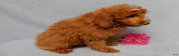 Mini Goldendoodle dogs for sale: Tillie - Ad 3