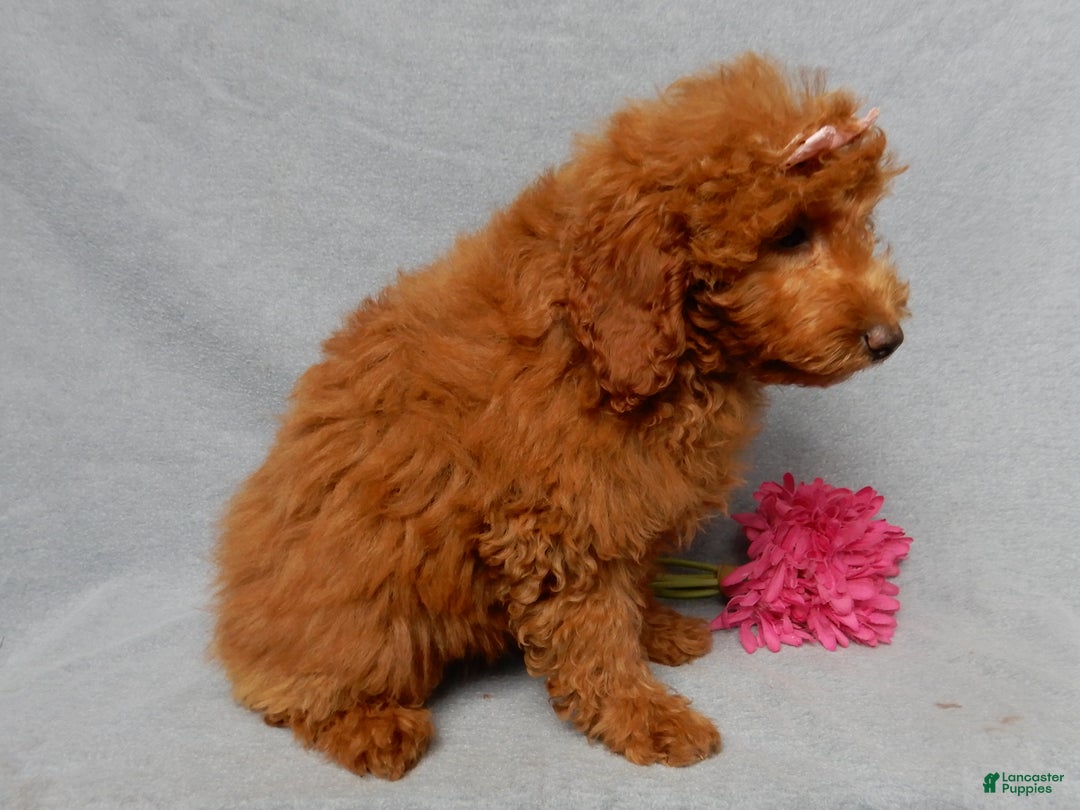 Mini Goldendoodle dogs for sale: Tillie - Ad 3