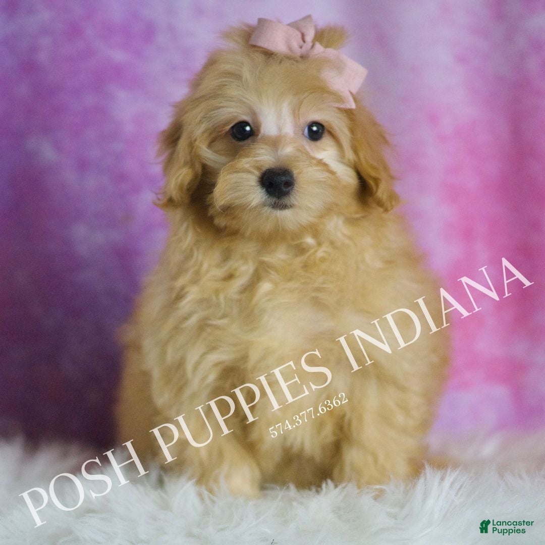 Maltipoo dogs Twinkle - Ad 11