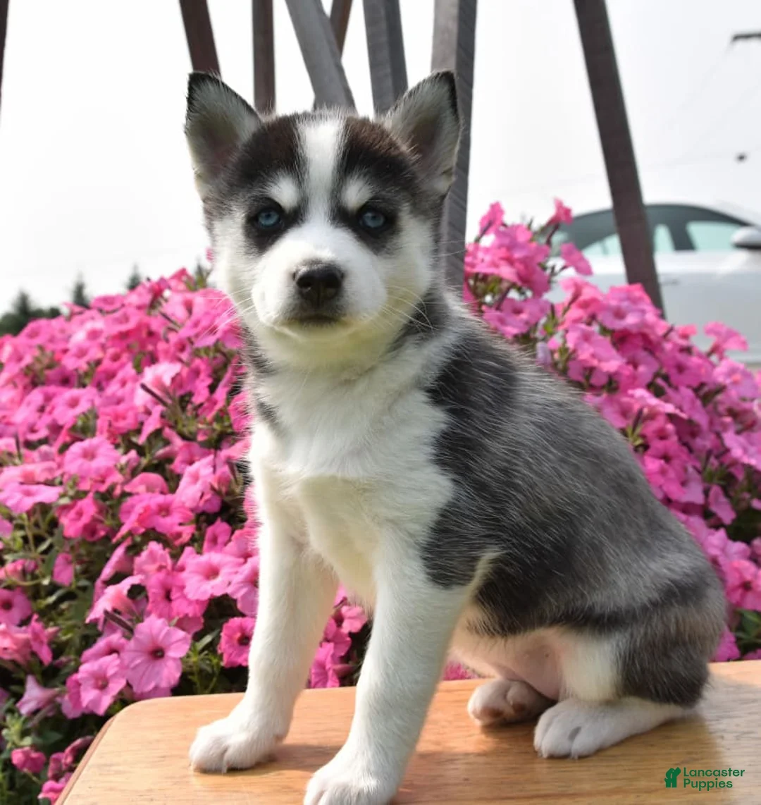 Gallery Image {{count}}