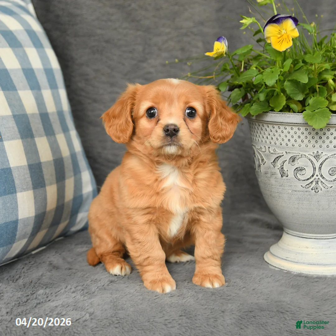 Mixed Breed dogs for sale: Leo - Ad 2