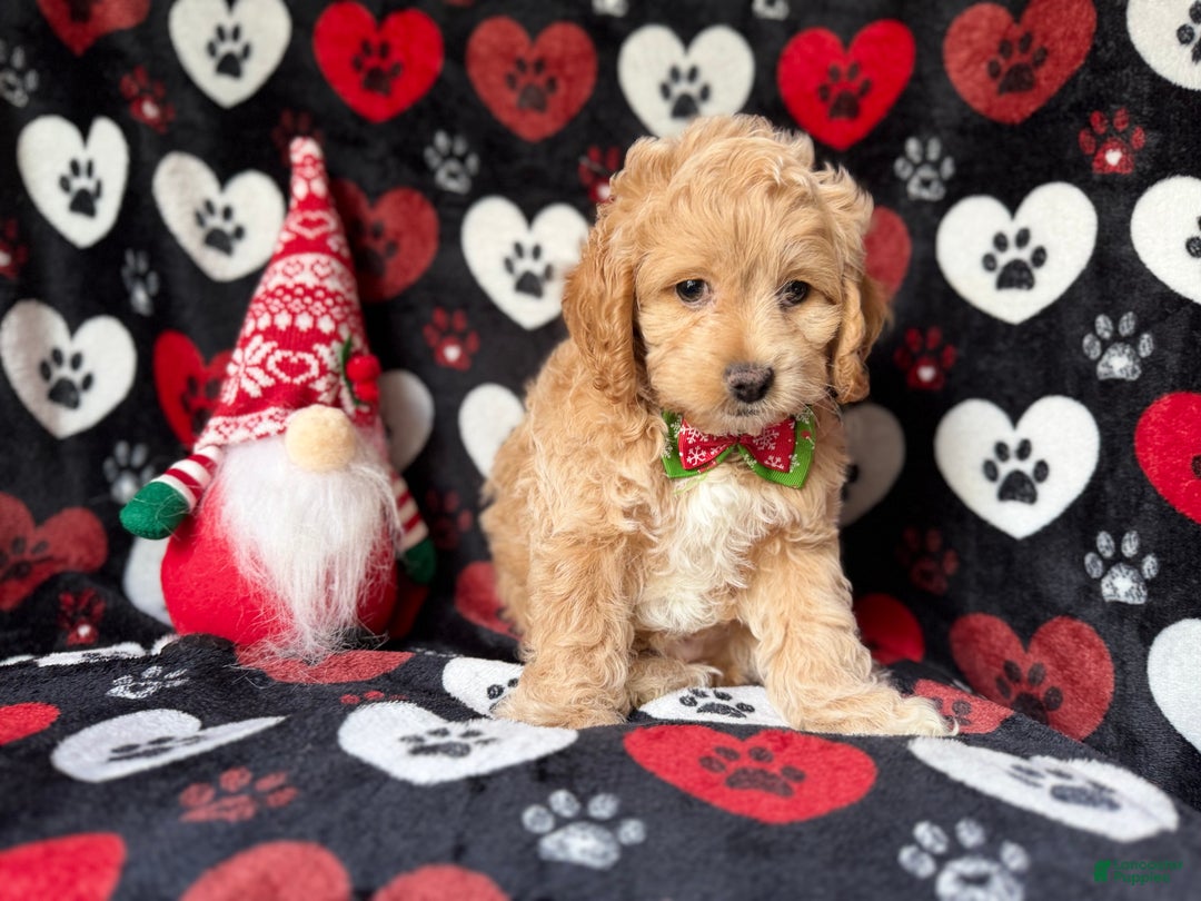 Cockapoo dogs for sale: Stocking - Ad 2