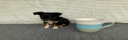 Chihuahua dogs for sale: Bodie - Ad 4