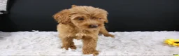 Mini Aussiedoodle dogs for sale: Swiper - Ad 5