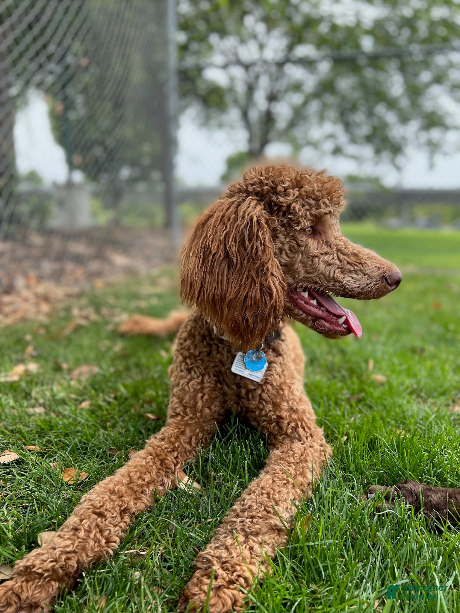 Standard Poodle dogs Standard Poodle Puppy 1 - Ad 2