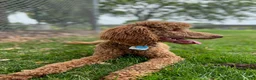 Standard Poodle dogs for sale: Standard Poodle Puppy 5 - Ad 2