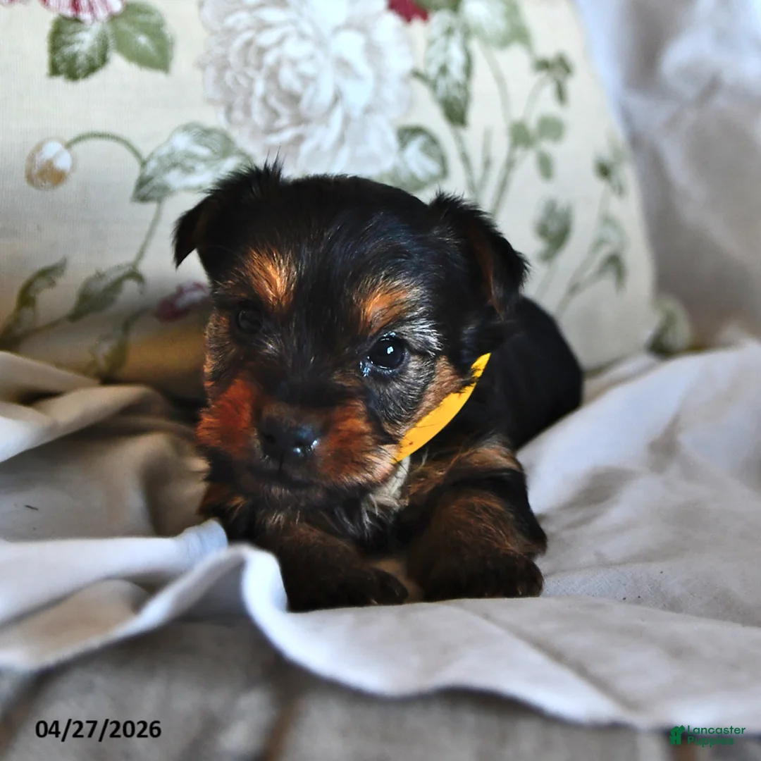 Yorkshire Terrier dogs for sale: Mo  - Ad 1