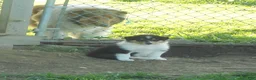 Collie dogs for sale: Drake - Ad 5