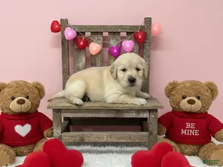 Golden Retriever dogs Golden Retriever Puppy 8 - Ad 30