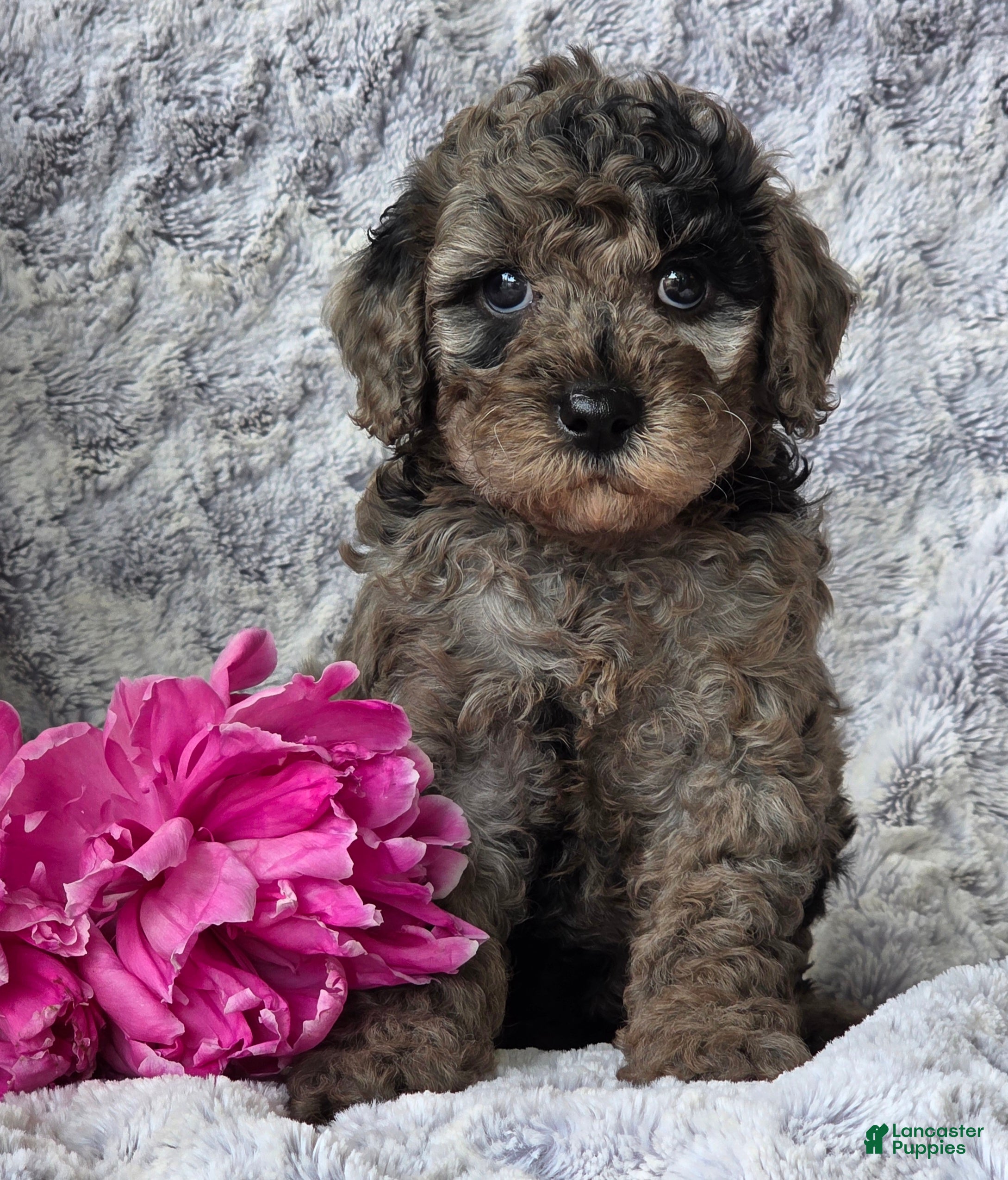 Cavapoo dogs Sophia - Ad 1