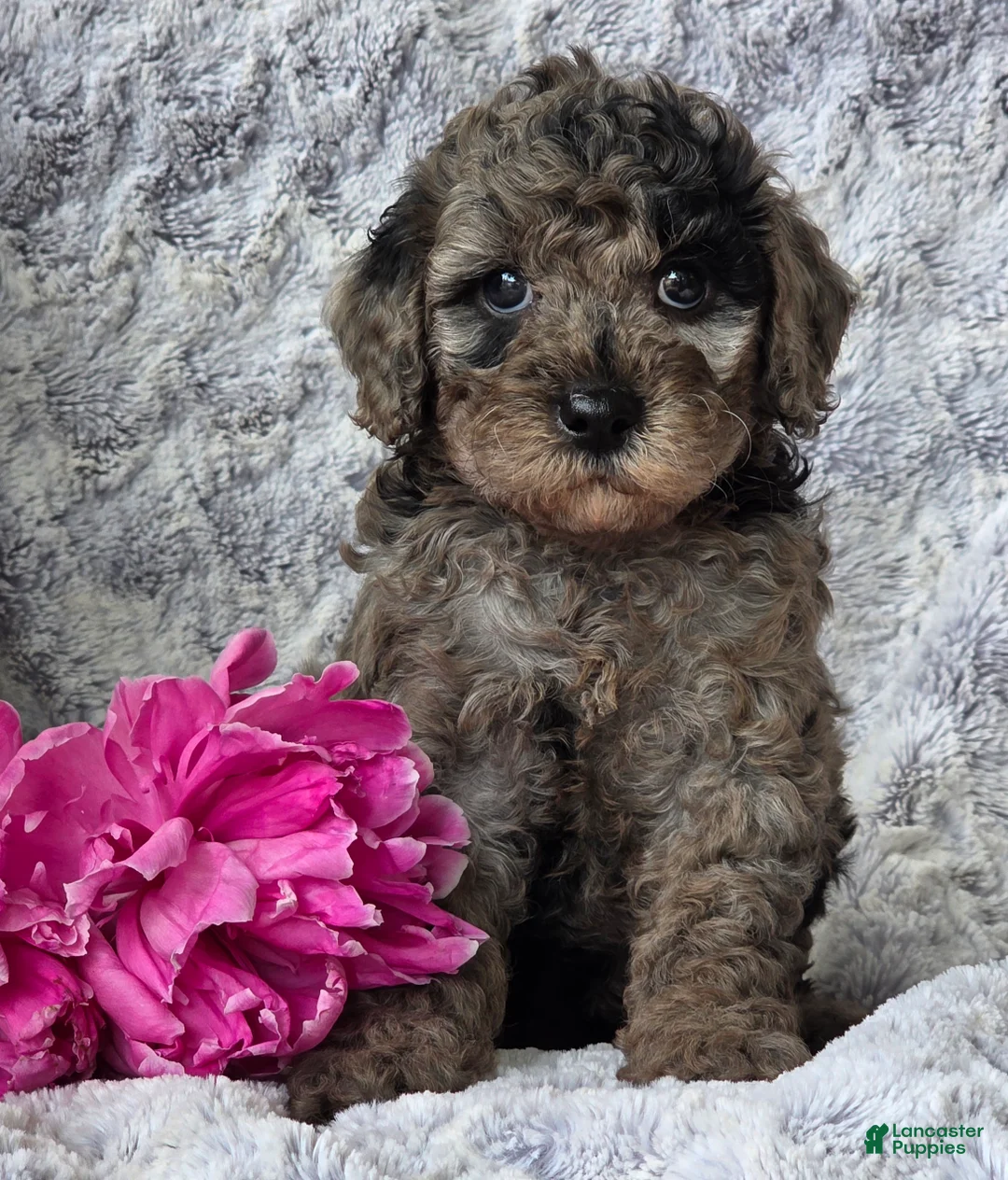 Cavapoo dogs for sale: Sophia - Ad 1