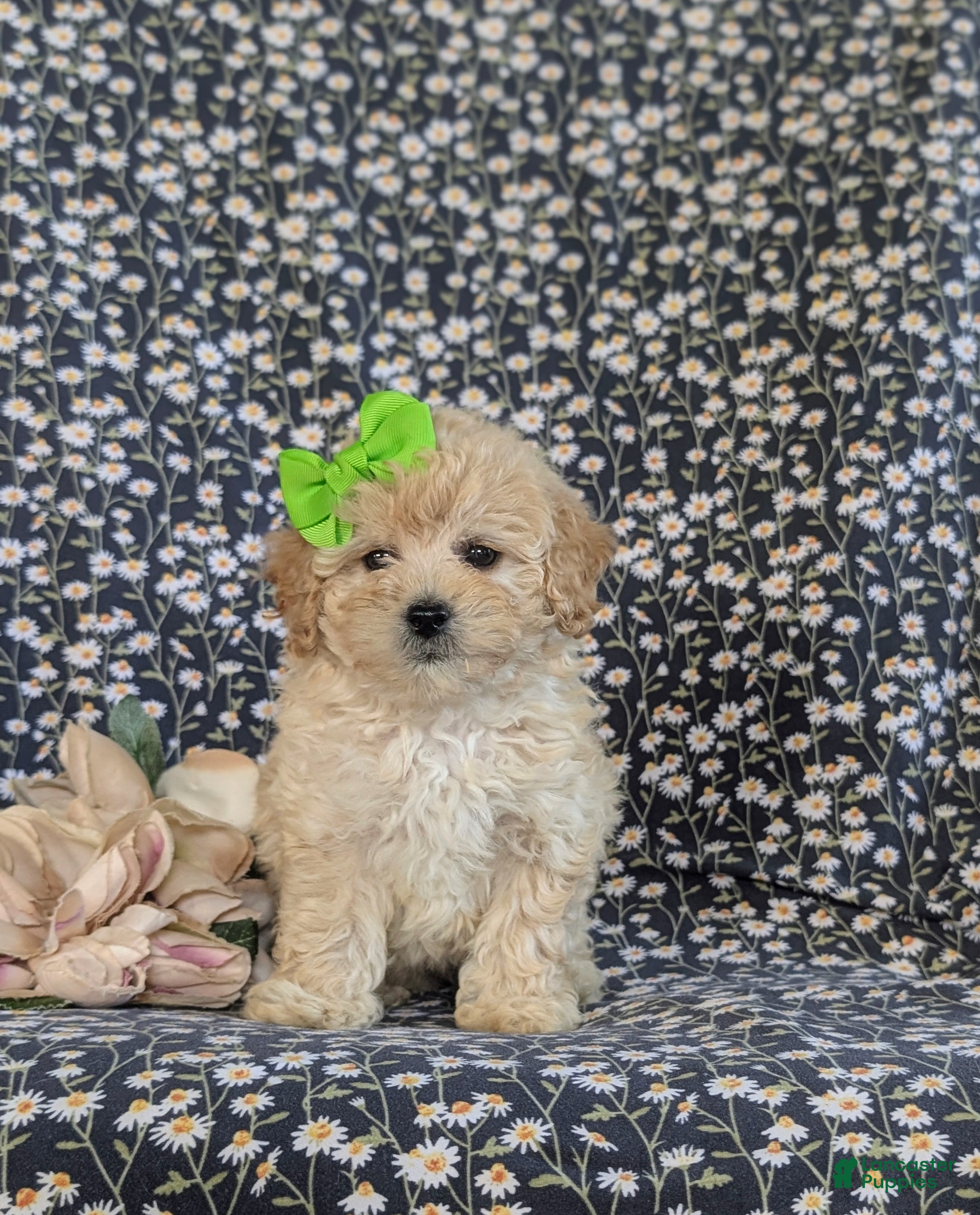 Bichpoo dogs Ariel - Ad 2