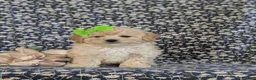 Bichpoo dogs for sale: Ariel - Ad 2
