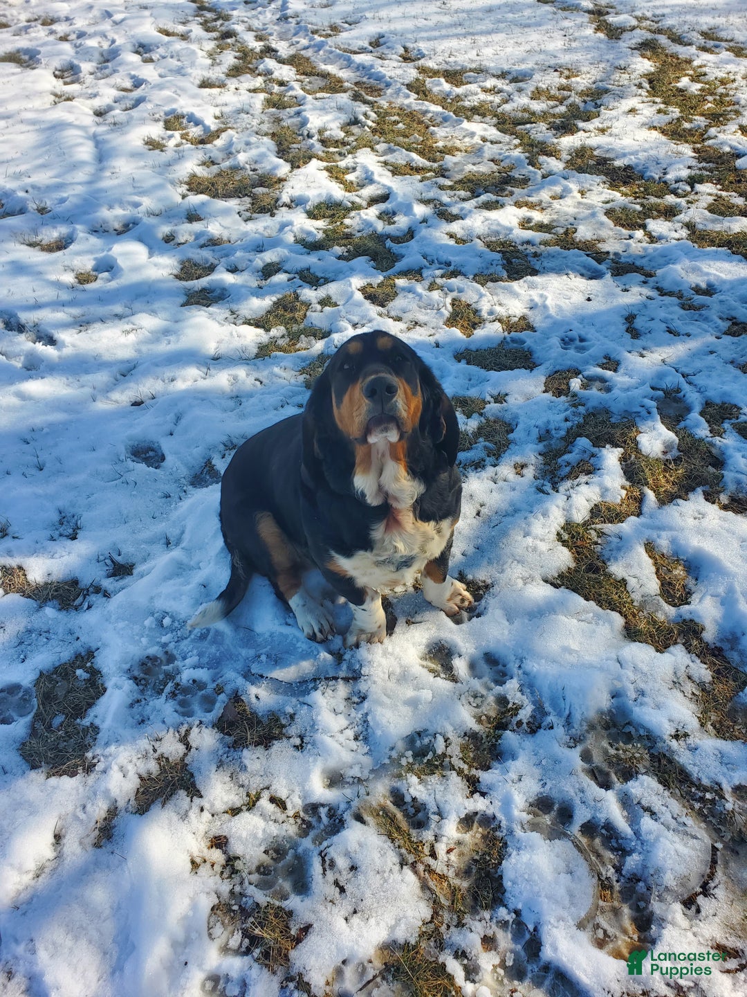 Mixed Breed dogs for sale: Cooper - Ad 2