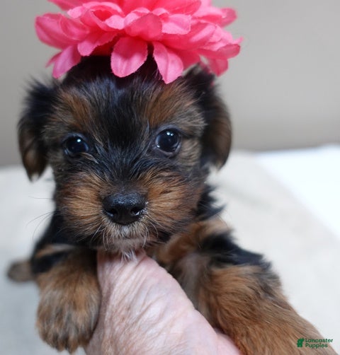 Yorkshire Terrier dogs Bubbles  - Ad 4