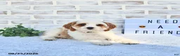 Cavapoo dogs for sale: Canonn - Ad 7