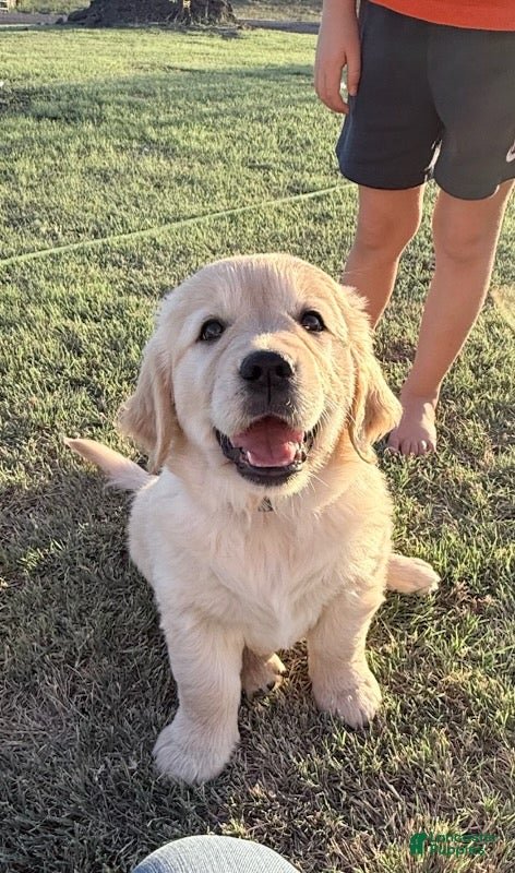 Golden Retriever dogs Red Girl - Ad 4