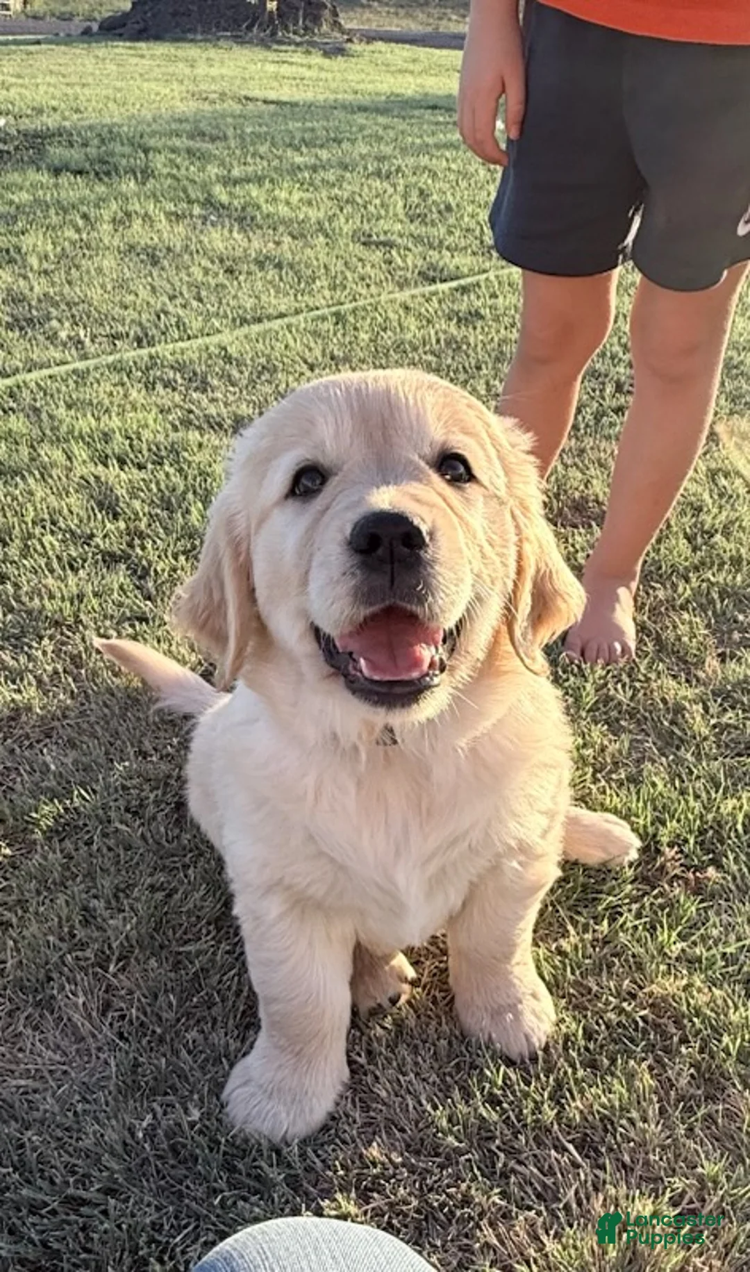 Golden Retriever dogs for sale: Red Girl - Ad 1
