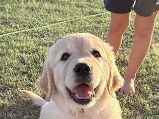 Golden Retriever dogs Red Girl - Ad 4