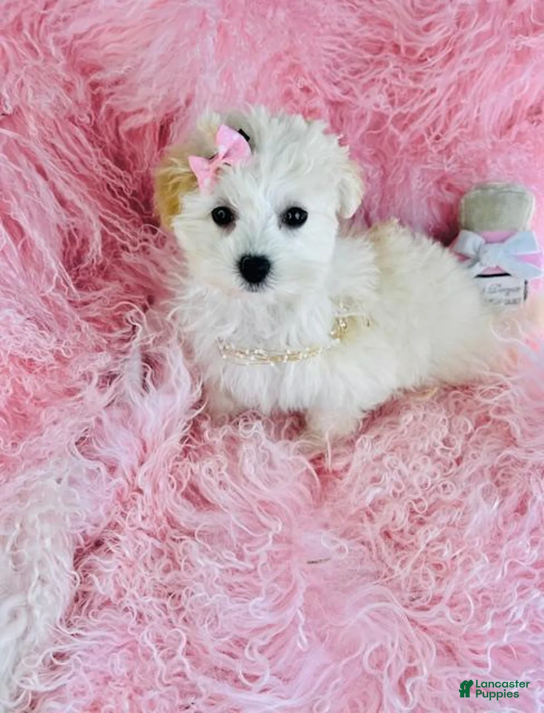 Maltese dogs for sale: Maltese 1 - Ad 3