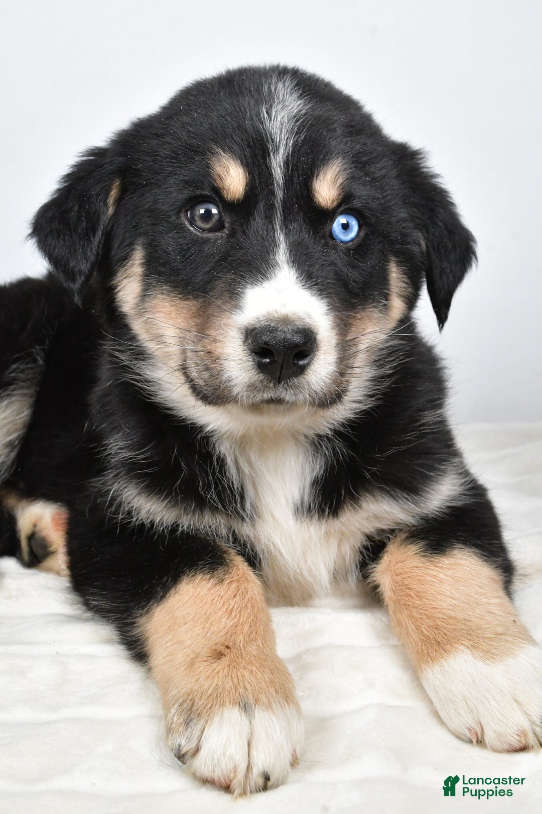 Mixed Breed dogs for sale: Axel - Ad 3