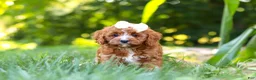 Cavapoo dogs for sale: Sky - Ad 6