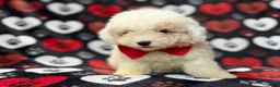 Bichpoo dogs for sale: Hex - Ad 3