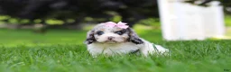 Cavapoo dogs for sale: Delilah - Ad 2
