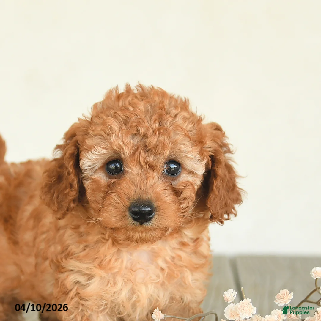 Toy Poodle dogs for sale: Candy - Ad 5