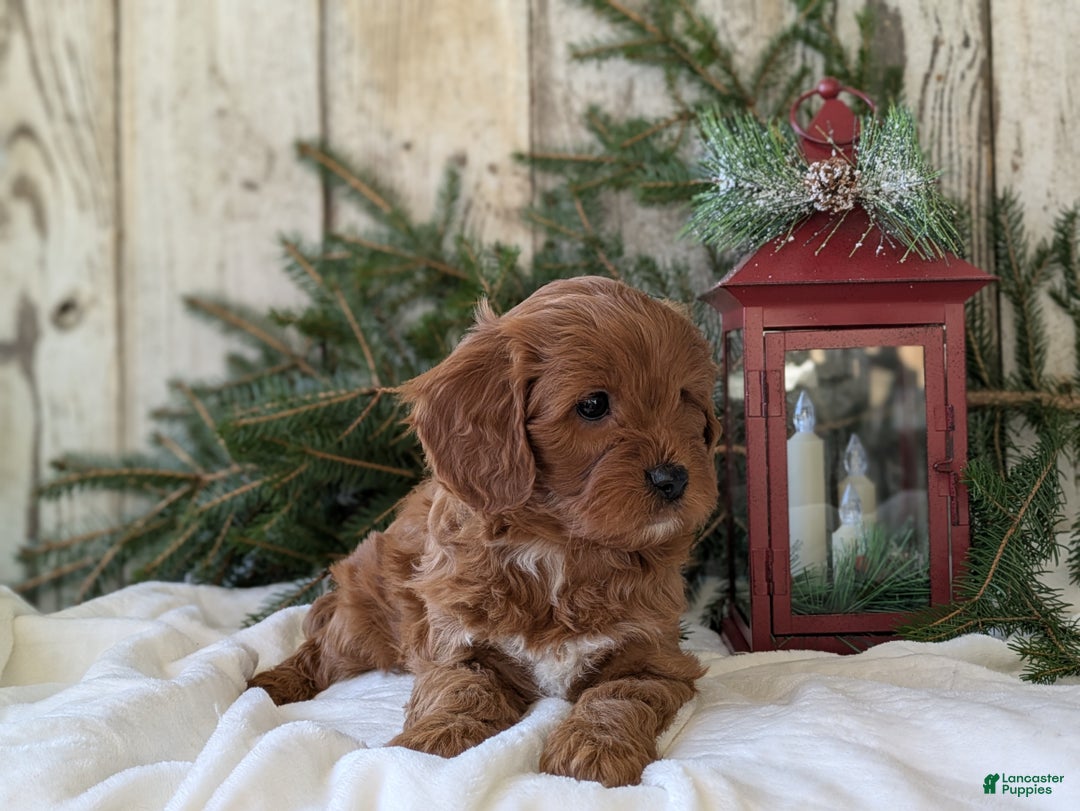 Cavapoo dogs for sale: Asher  - Ad 5