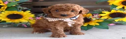 Toy Poodle dogs for sale: Payton - Ad 8