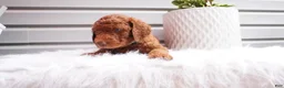 Goldendoodle dogs for sale: Sparkles  - Ad 3