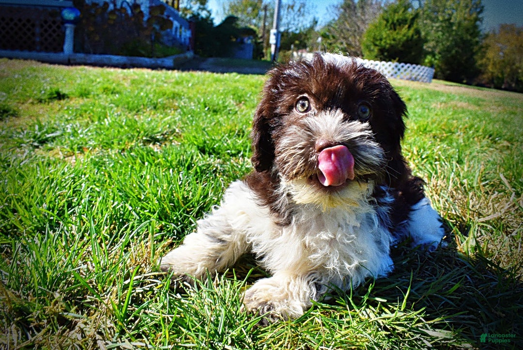 Havapoo dogs for sale: Higgins - Ad 9